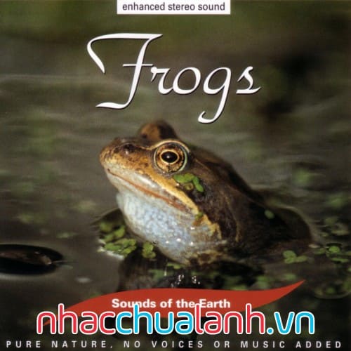 Album Tiếng Ếch Kêu - Frogs