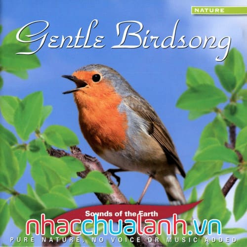 Album Tiếng Chim Hót Dịu Dàng - Gentle Birdsong