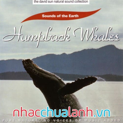 Album Cá Voi Lưng Gù - Humpback Whales
