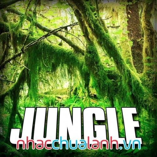 Album Động Vật Hoang Dã Trong Rừng Tự Nhiên - Jungle Vol.2