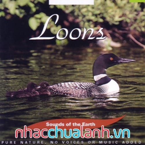 Album Chim Lặn Gavia - Loons Vol.1