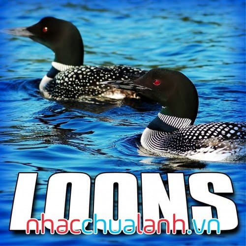 Album Chim Lặn Gọi Bầy - Loons Vol.2