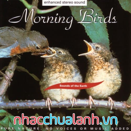 Album Tiếng Chim Buổi Sáng - Morning Birds