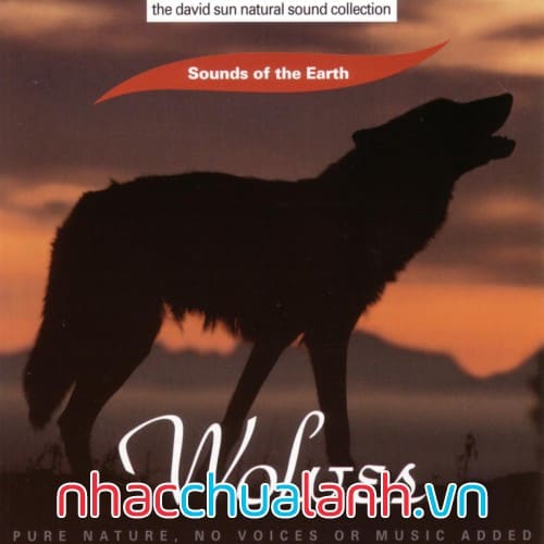 Album Tiếng Chó Sói - Wolves