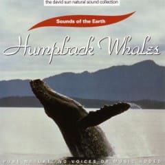 Cá Voi Lưng Gù - Humpback Whales