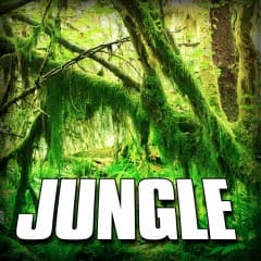 Động Vật Hoang Dã Trong Rừng Tự Nhiên - Jungle Vol.2