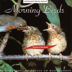Tiếng Chim Buổi Sáng - Morning Birds