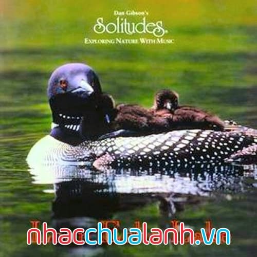 Album Tiếng Chim Lặn Trên Hồ - Loon Echo Lake