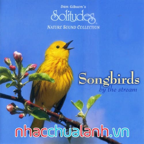 Album Tiếng Chim Sẻ Bên Suối - Songbirds By The Stream