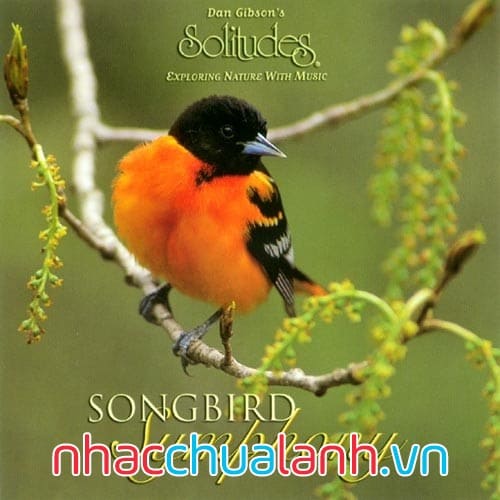 Album Bản Giao Hưởng Chim Sơn Ca - Songbird Symphony