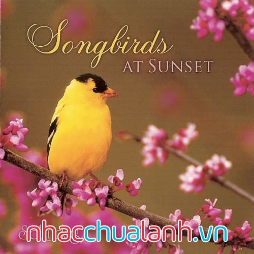 Album Chim Hót Lúc Hoàng Hôn - Songbirds At Sunset