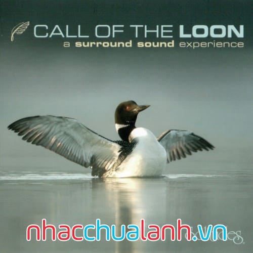 Album Chim Lặn Gọi Bầy - Call Of The Loon