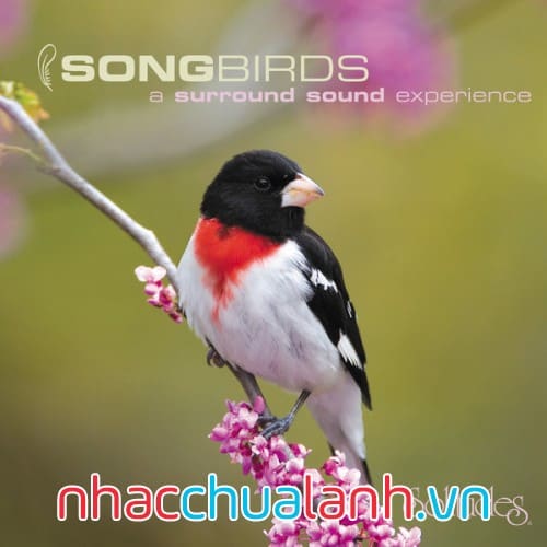 Album Chim Hót - Songbirds