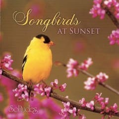 Chim Hót Lúc Hoàng Hôn - Songbirds At Sunset