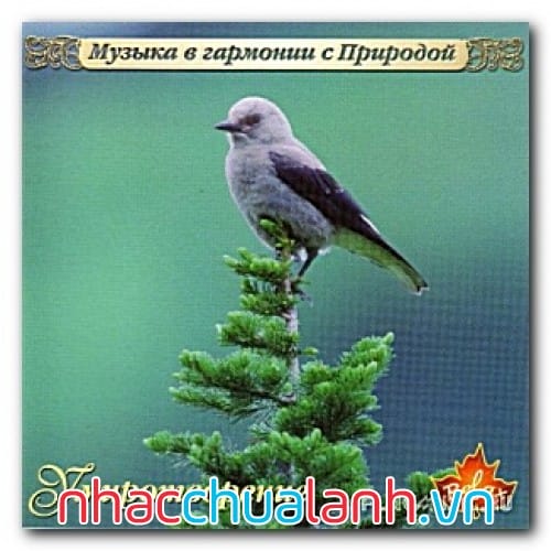 Album Âm Nhạc, Thiên Nhiên - Music, Nature Vol.2