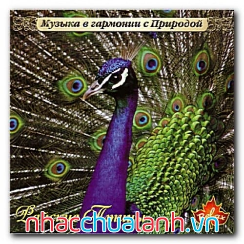 Album Giai Điệu Của Các Loài Chim - Melodia Dos Passaros