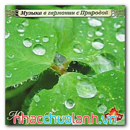 Album Mưa Và Bão - Chuva E Temporal