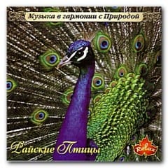 Giai Điệu Của Các Loài Chim - Melodia Dos Passaros